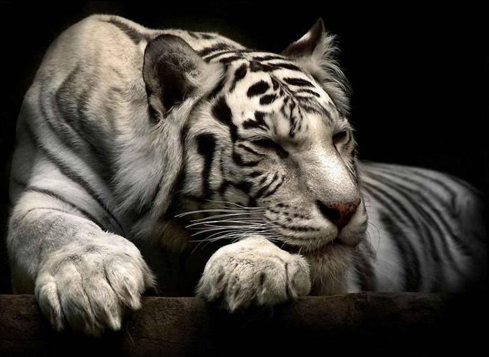 сон тигр для женщины
