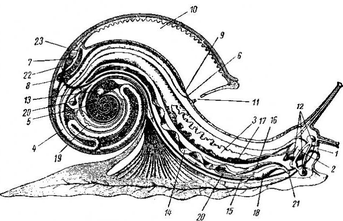 строение улиток 