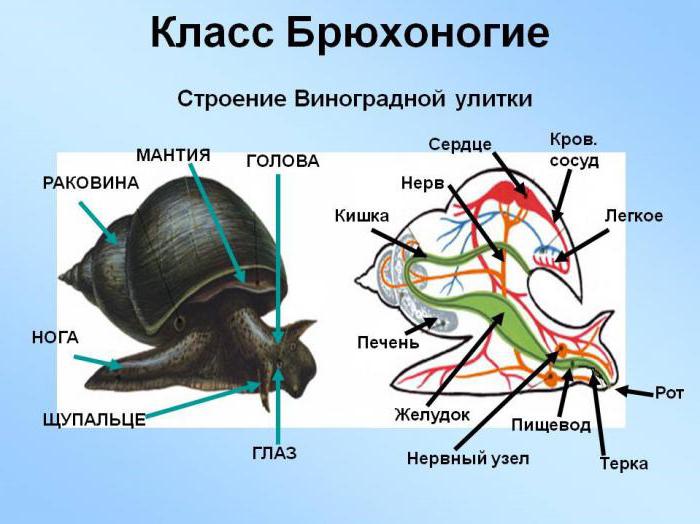 строение виноградной улитки