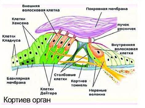  строение улитки внутреннего уха