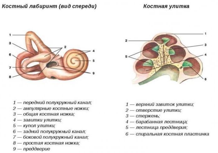 внутреннее строение улитки 