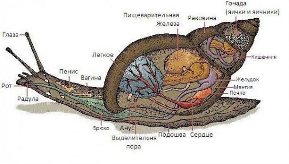 улитки ахатины строение 