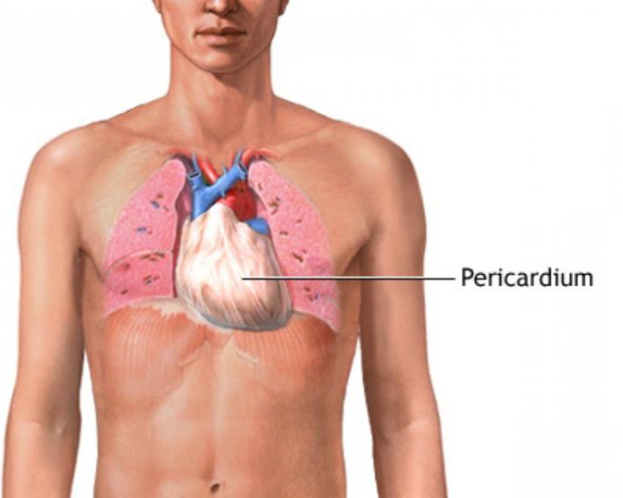 строение перикарда