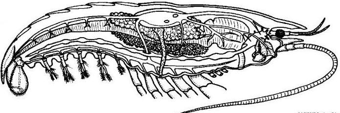 особенности строения речного рака