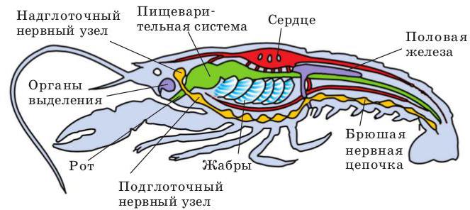 строение ракообразных на примере речного рака