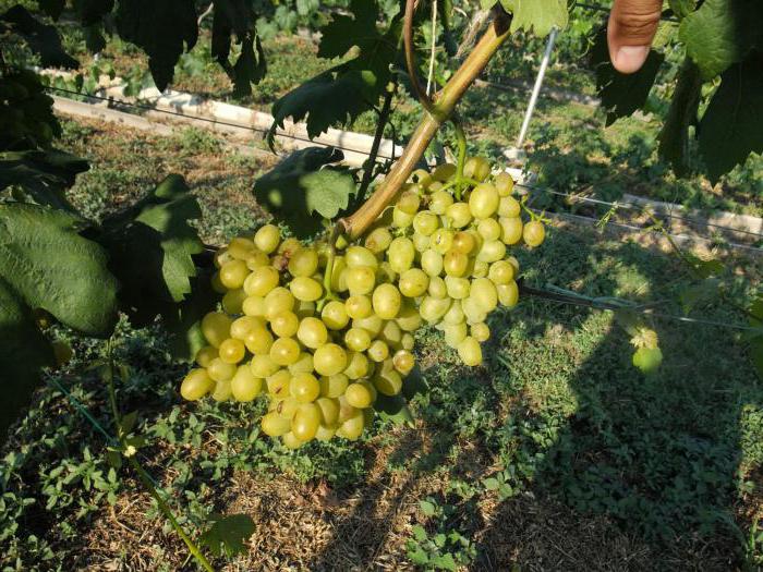 виноград галахад сорта фото