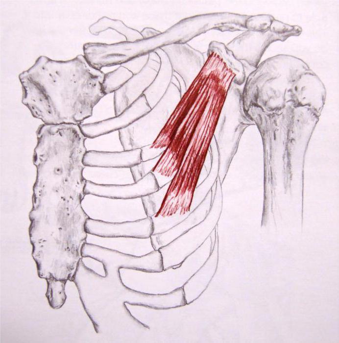  малая грудная мышца