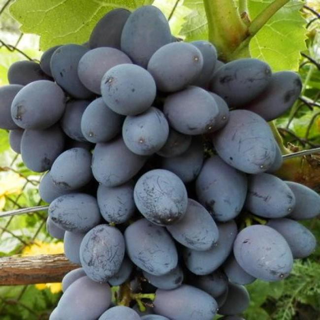 виноград юпитер описание сорта фото