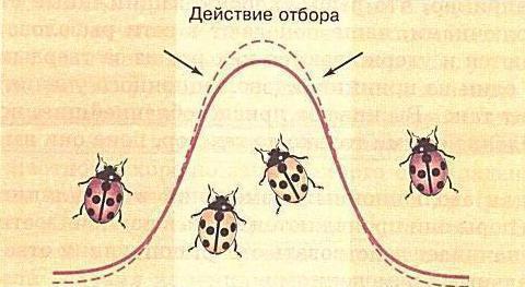 каковы последствия стабилизирующего отбора