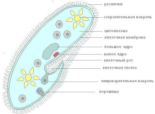  сократительная вакуоль инфузории