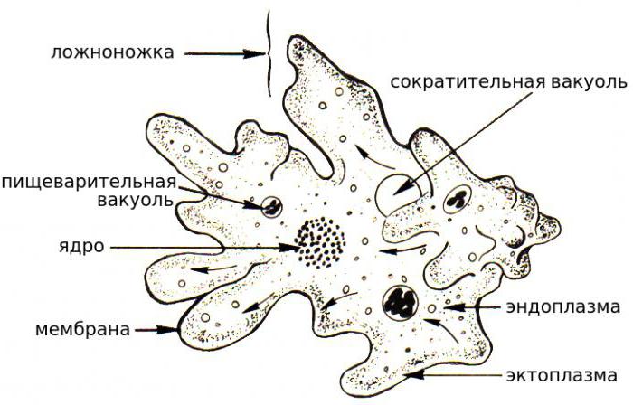  сократительная вакуоль амебы