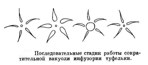 функции сократительной вакуоли 