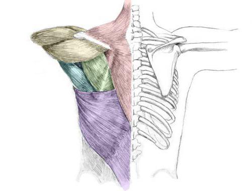 мышца поднимающая лопатку функции 