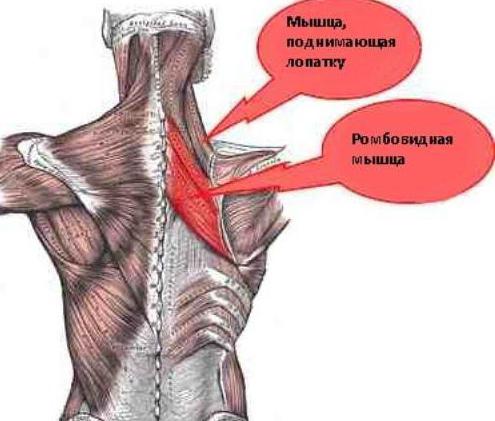 мышца поднимающая лопатку на латинском 