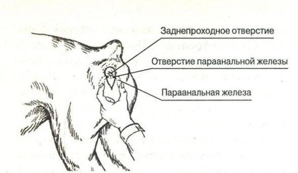 абсцесс параанальных желез у собаки