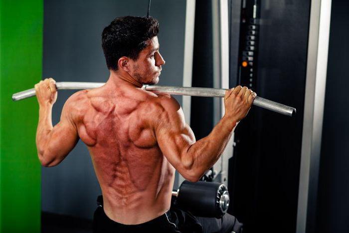 Мышцы спины анатомия