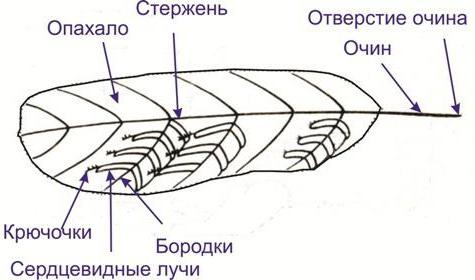 внешнее строение птицы строение перьев 