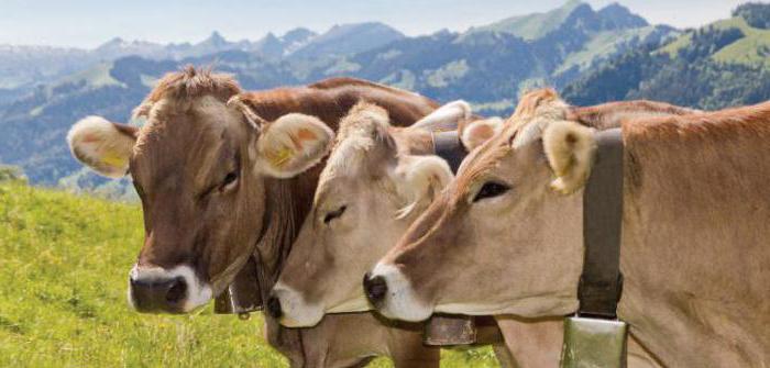 швицкая молочная порода коров описание