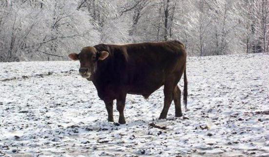 швицкая порода коров описание и характеристики