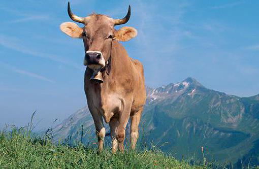 описание бурой швицкой породы коров