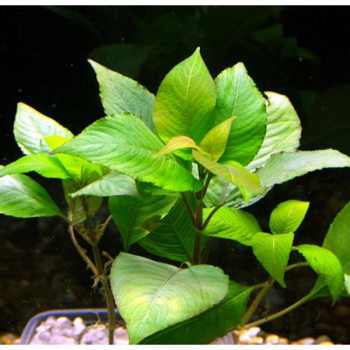растение лимонник аквариумный