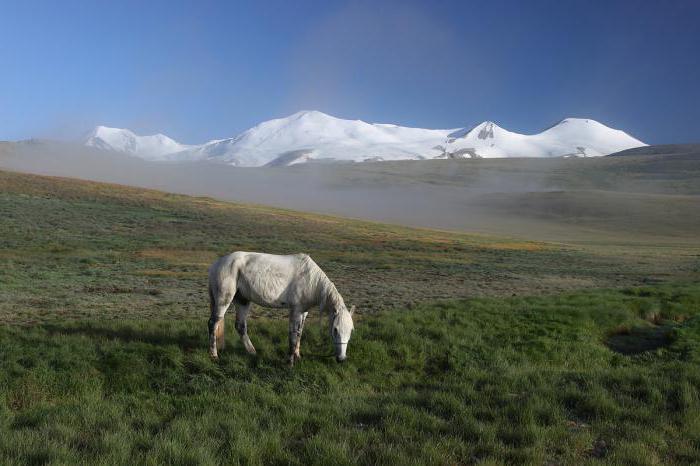 плато укок алтайский край