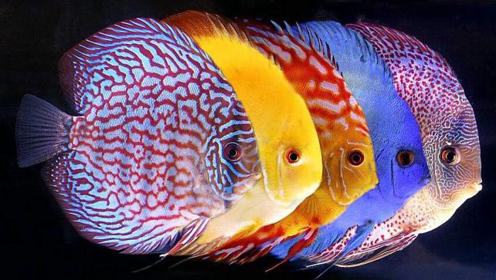 самые красивые рыбы