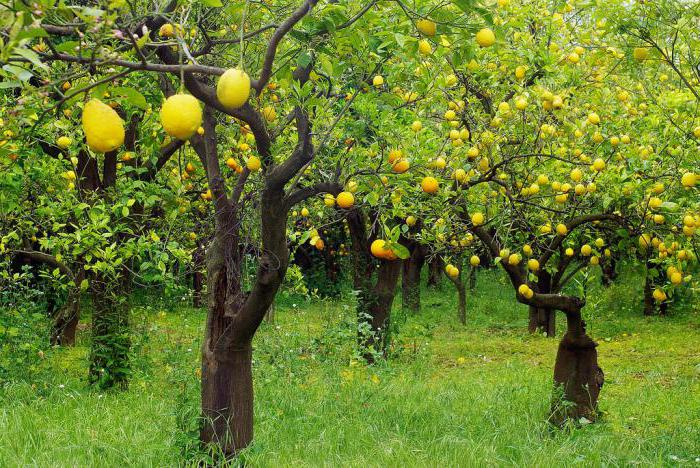к чему снятся лимоны на дереве