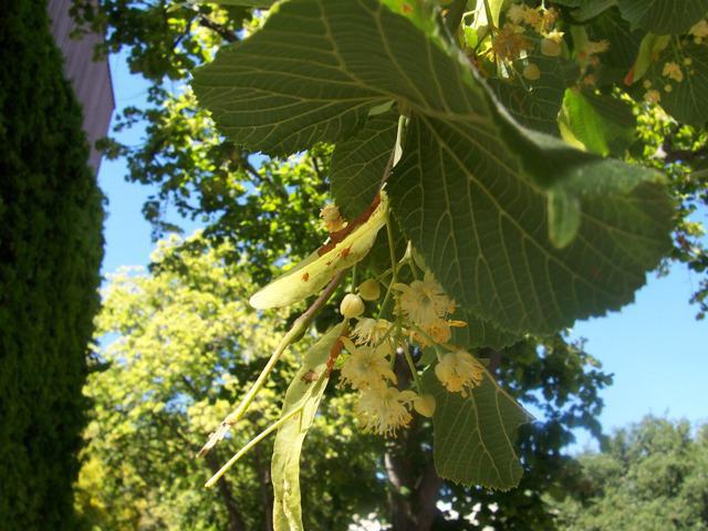 липа сердцевидная