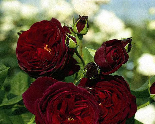 Роза плетистая Черная Королева: описание