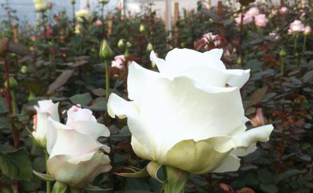 белые розы во сне