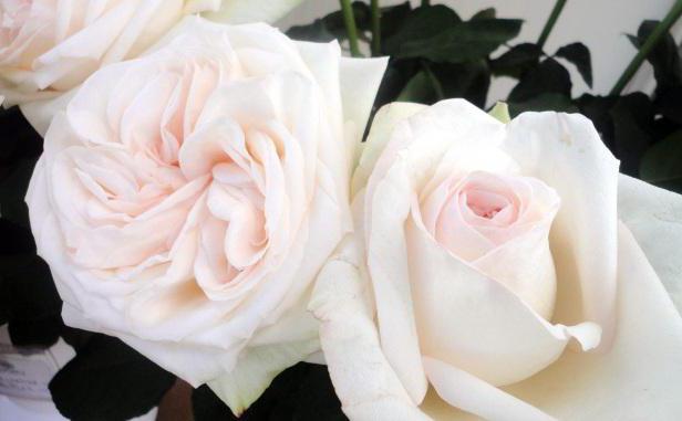 белая роза сонник