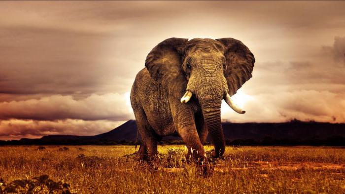 Африка: природа и животные
