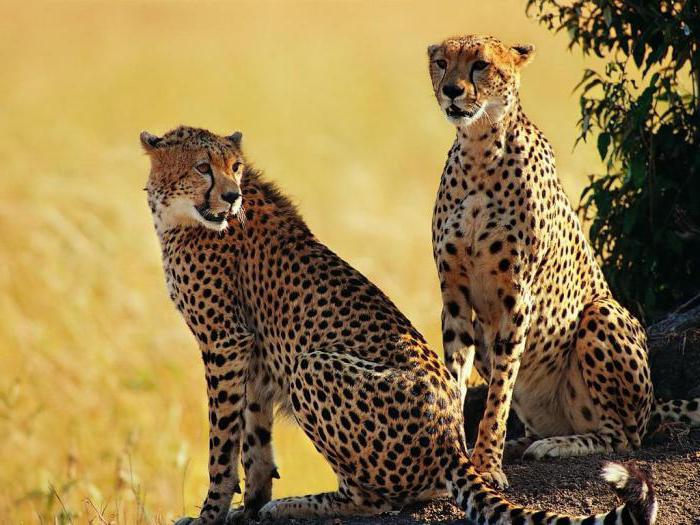 Дикая природа Африки: хищники 