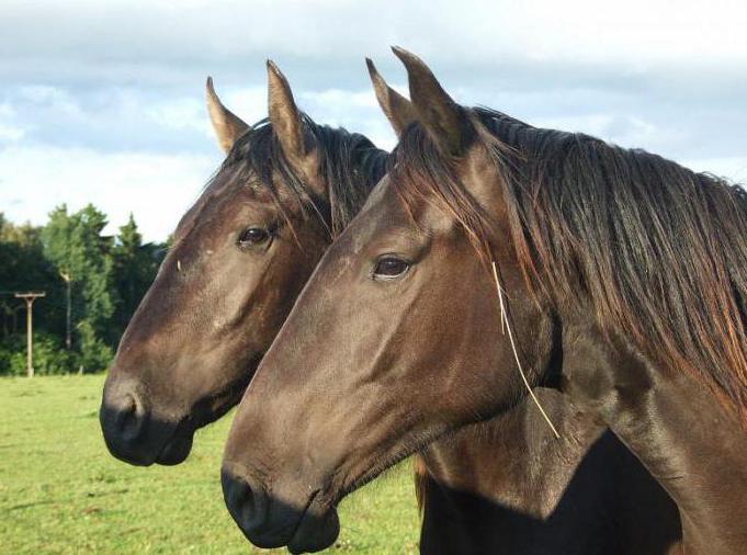 сколько стоит лошадь карачаевской породы
