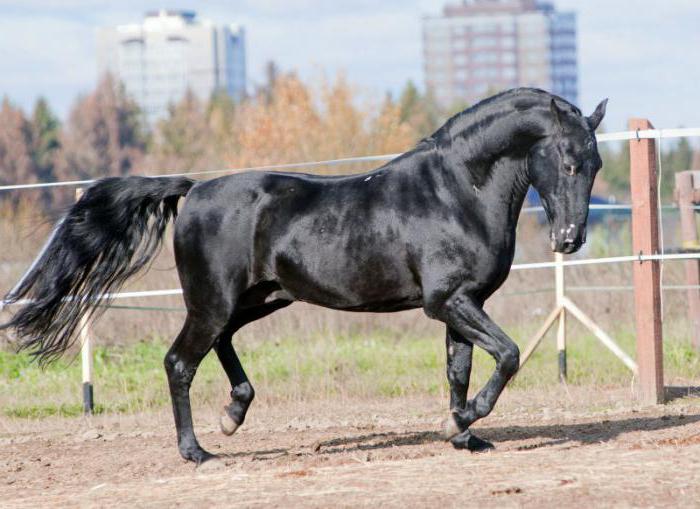 карачаевской породы лошадь