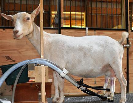 доильный аппарат для коз в домашних условиях