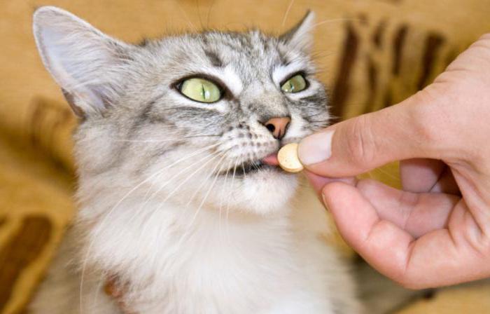 азинокс для кошек инструкция по применению