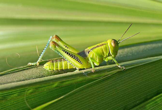 зеленый кузнечик насекомое