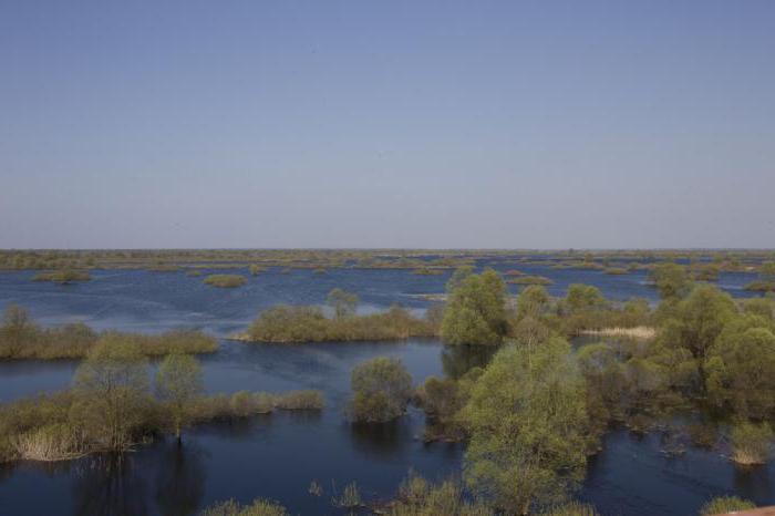 припятский национальный парк интересные факты