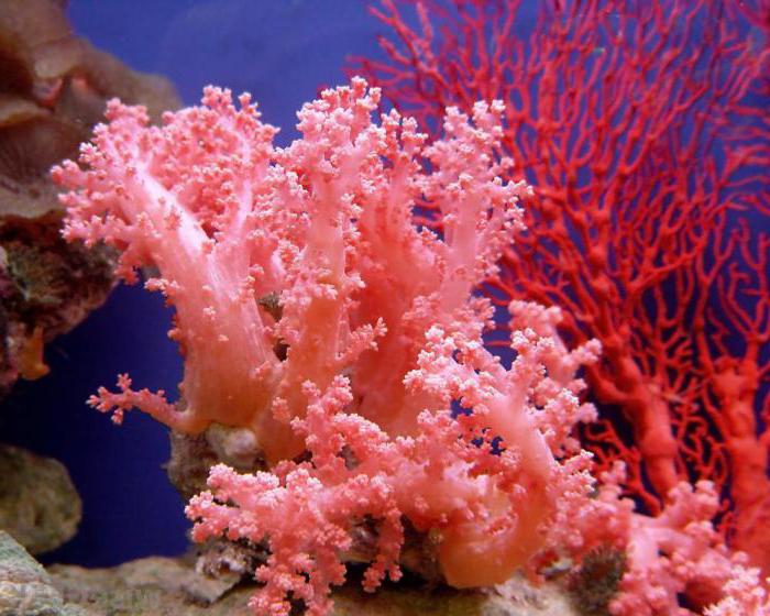 виды кораллов