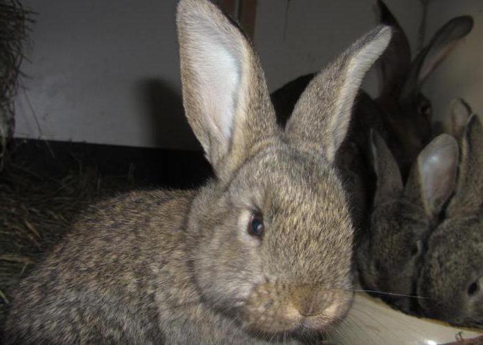 кролики ризен описание породы