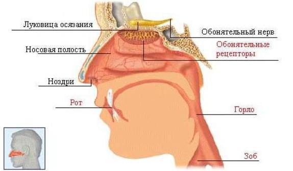 как восстановить обоняние 