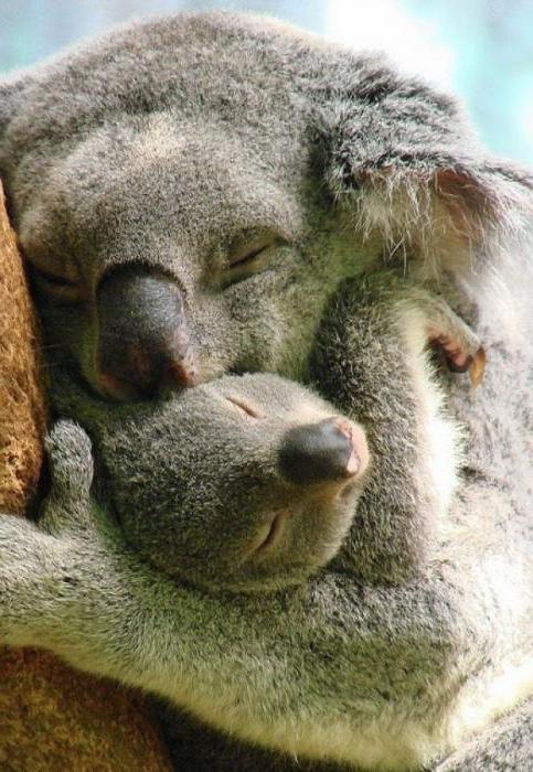 коала сумчатое 