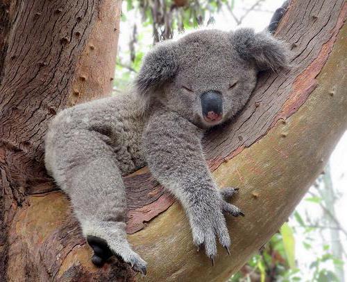 как выглядит коала