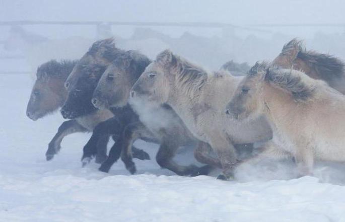 якутская лошадь 