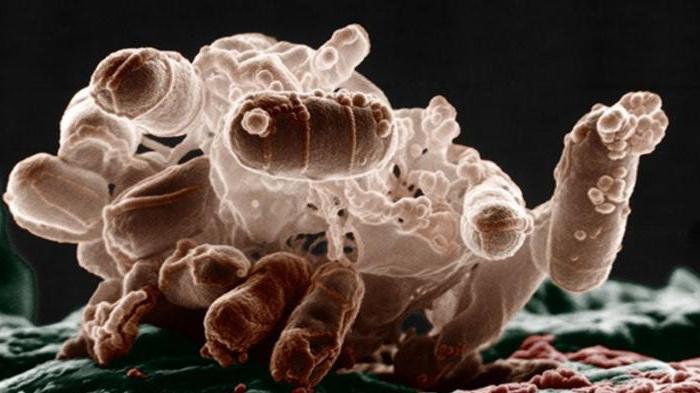 что такое микроорганизмы