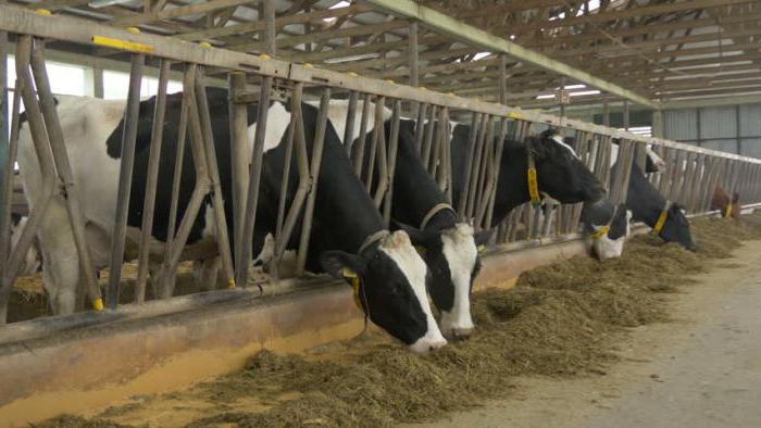 продуктивность черно пестрой породы коров