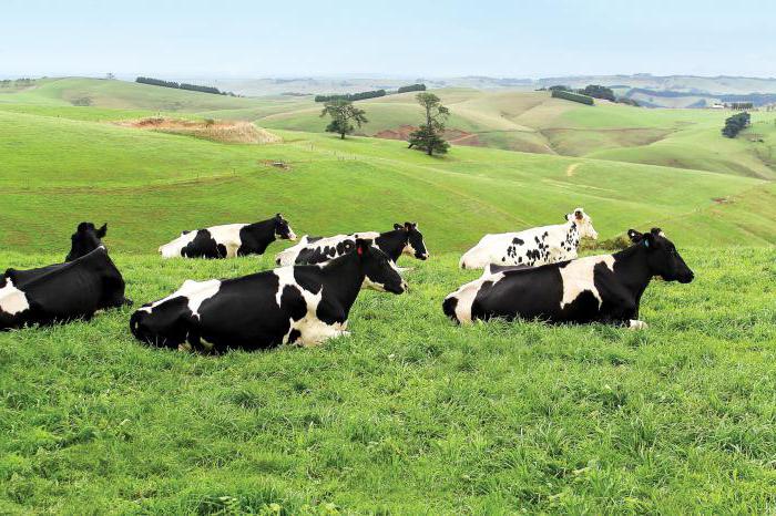 молочная продуктивность коров черно пестрой породы