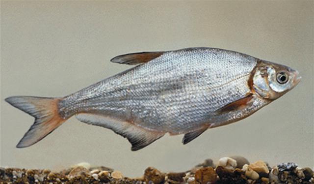 Синец рыба размножение